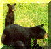 cub standingthumb.gif (6765 bytes)