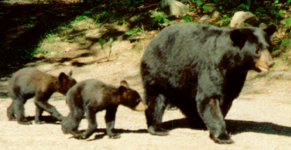 mama and cubs1.gif (135718 bytes)